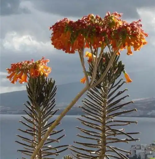 阳台养多肉之:不死鸟