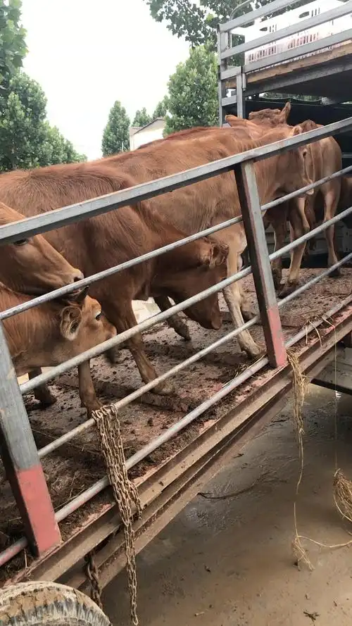 12头改良牛装车带回家