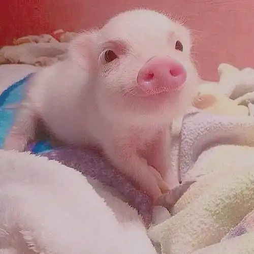 可爱真实猪猪头像图片大全