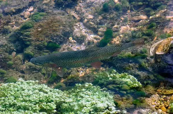 请问一下这是什么鱼,在线等.
