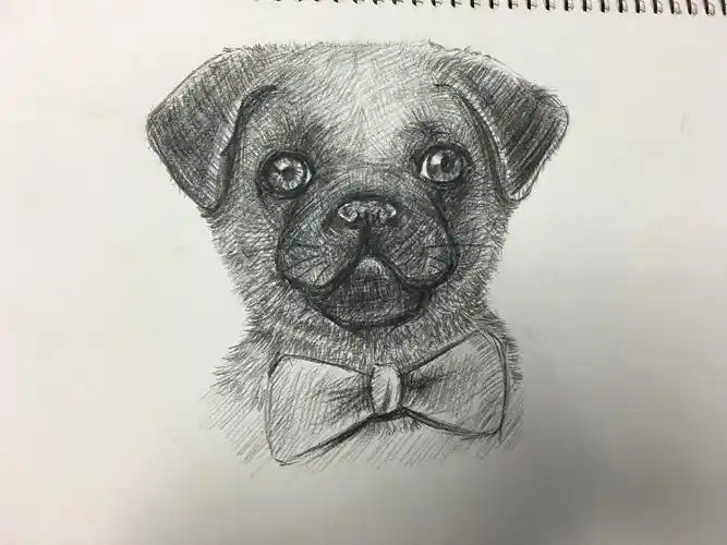很可爱的狗狗素描