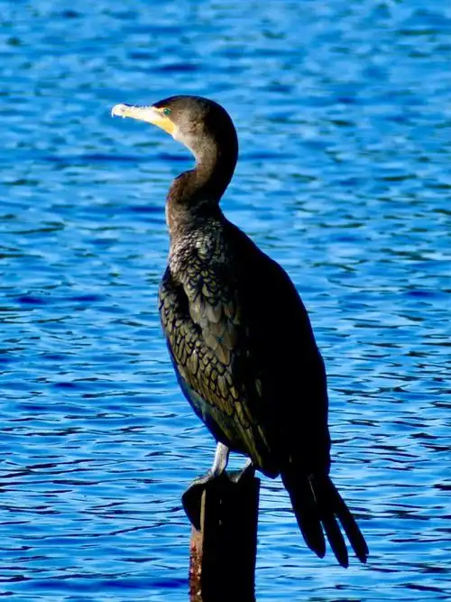 鸟  #攝影  #观鸟