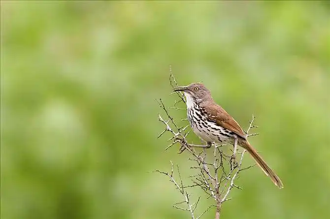长嘴鸟图片_全景网