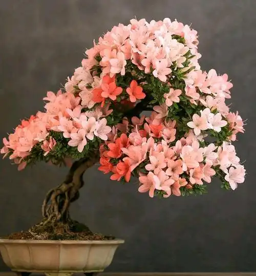 小微盆景十八学士之 皋月杜鹃