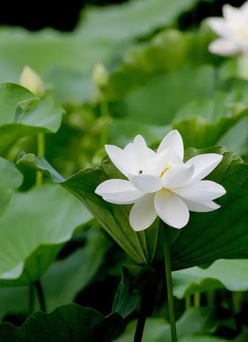 雪为肌肤玉为魂【白荷花25片】