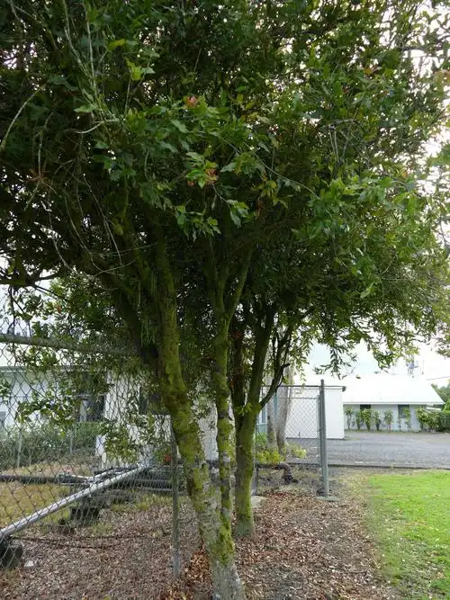 之旅(二) 写美篇夏威夷果是一种树生坚果,其植株可以称之为夏威夷果树