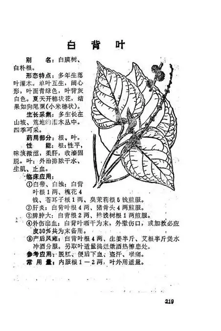 长卵圆形黄荆叶