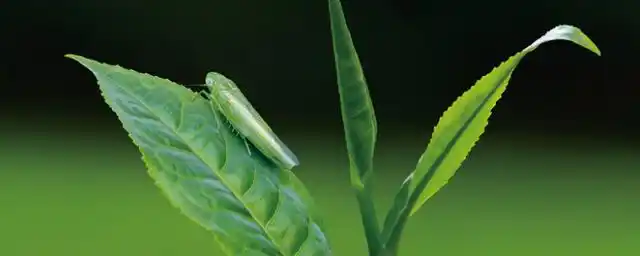 小绿叶蝉对人有什么危害?