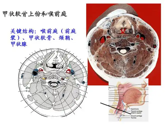 局部解剖学课件颈部断层