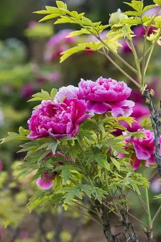 大气磅礴摄影作品洛阳摄影人邙山牡丹园拍牡丹