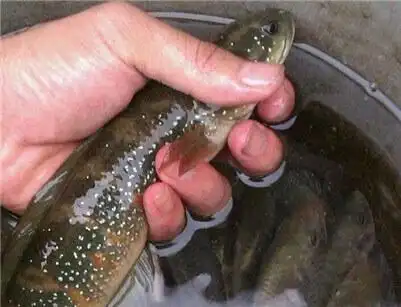 七星鱼的功效(七星鱼价格)