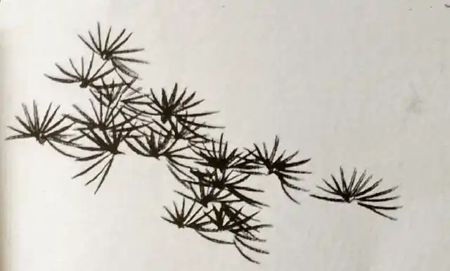 由外向内画松针,落笔轻,收笔重;由内向外撇针,落笔重,提笔轻.