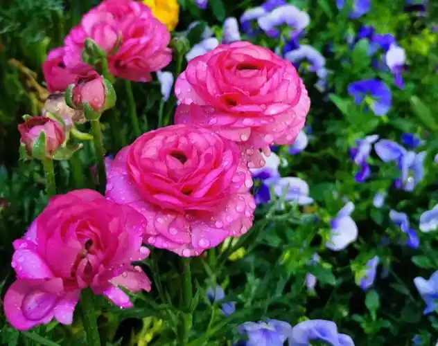 耐寒的草本植物花毛茛