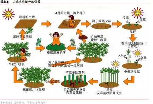 工业大麻播种流程图