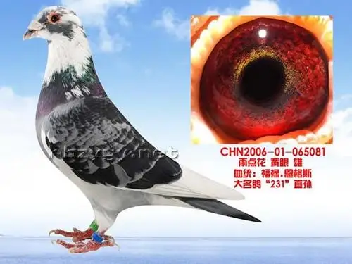 雨点花 黄眼 雄