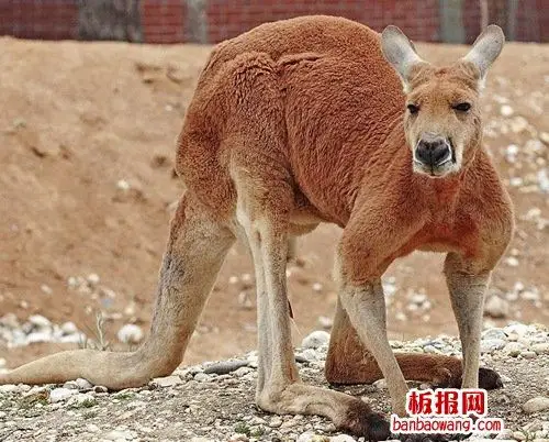 世界最大的有袋动物 大袋鼠