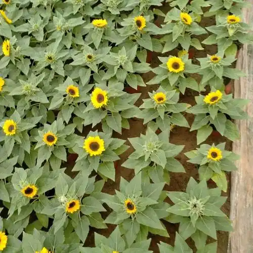 大量供应向日葵 向日葵花苗 向日葵小苗价格