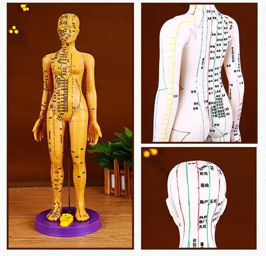 针灸人体模型 经络人体穴位模型 扎针练习小皮人人体经络穴位图 硬质