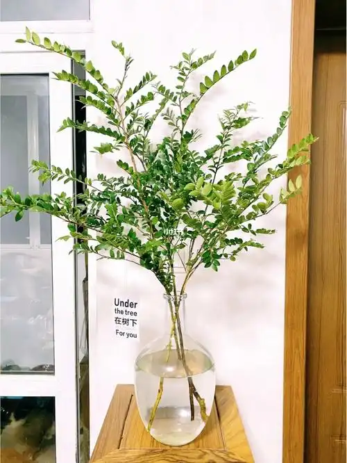 小森林美男树91|吊钟平替·买一得二哦!