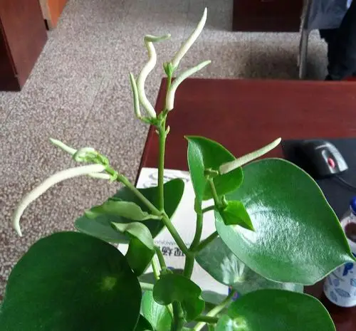 请问这是碧玉花吗?