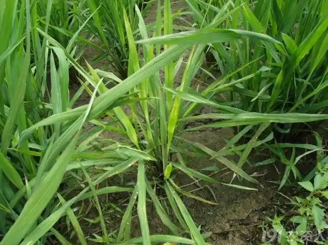 求水稻霜霉病图片