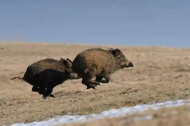 野猪|动物_网易订阅
