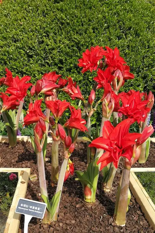 朱顶红"双重惊喜"