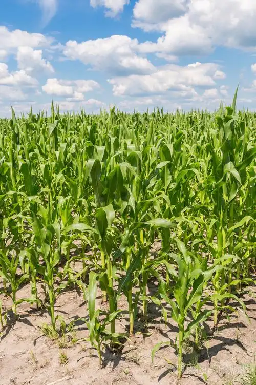 绿色玉米地照片-正版商用图片1h64ik-摄图新视界