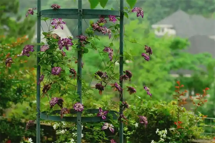 别人家的花园丨山坡那一亩绝美的铁线莲园