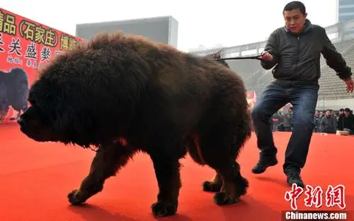 天价藏獒"惊天兽"亮相 有人愿3000万购买