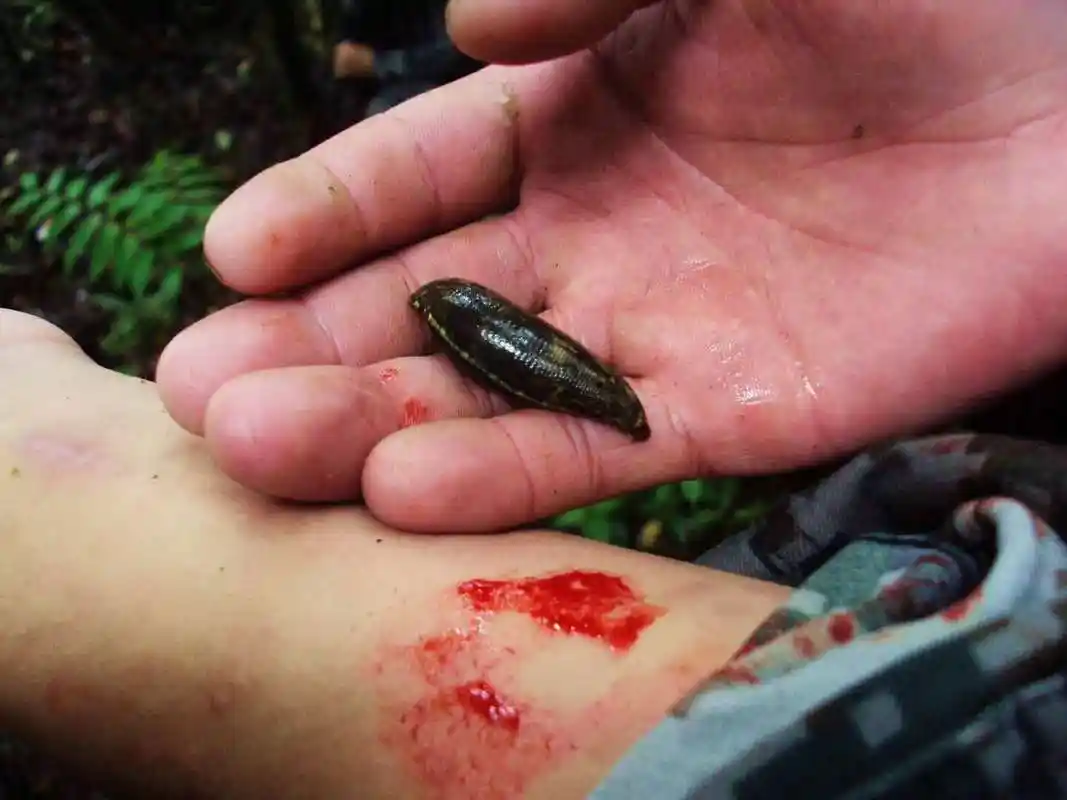 我不说,你永远不知道边关的蚂蟥有多厉害!