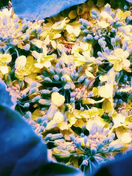 手机摄影开花的西兰花06