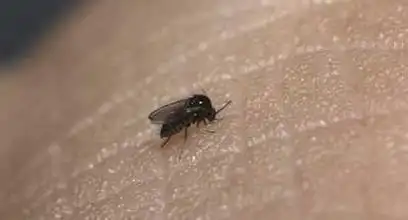 雌蠓吸血,而雄蠓只吸食植物汁液为营养.(引自 蠓-百度百科) 评论| 0 0