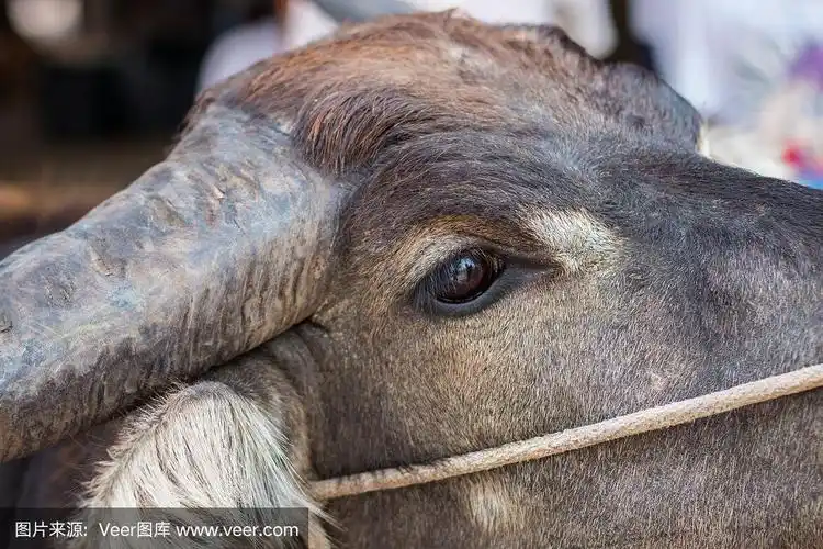 泰国水牛肖像,近距离肖像的水牛眼睛