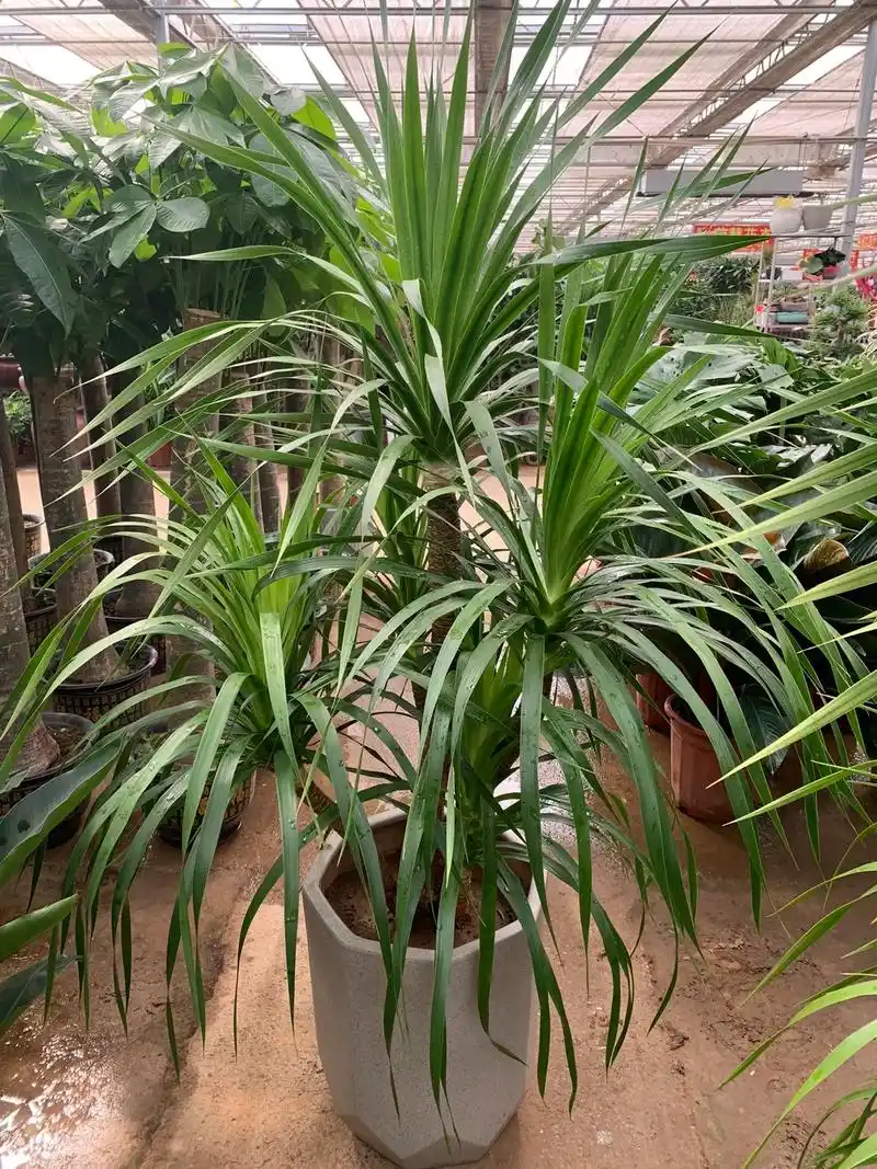 龙血树的寓意是保佑子孙,延 - 抖音