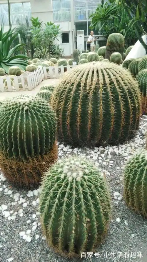 植物园里好大的仙人球