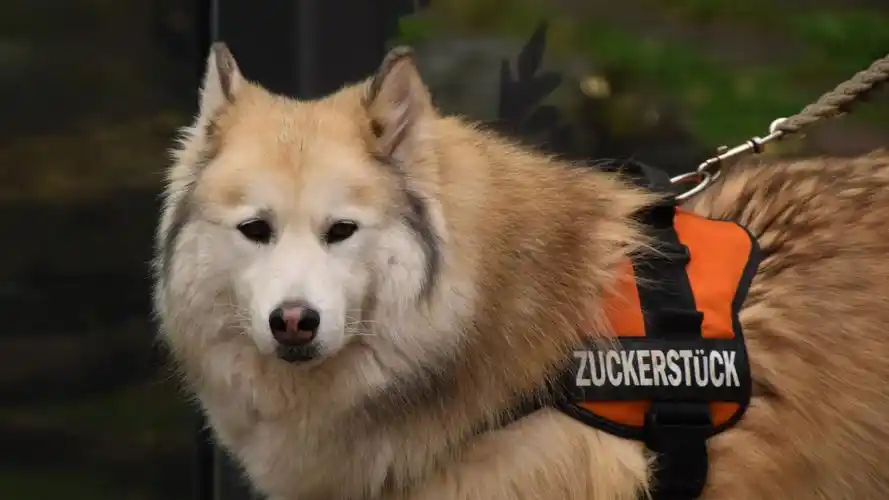 狗壁纸【1519】狗壁纸图片_桌面壁纸图片_壁纸下载-元气壁纸