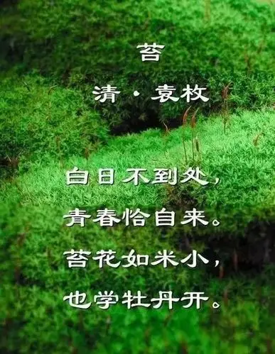 很喜欢袁枚的小诗《苔》‖文图/刘金娥_苍岩文艺_都市头条