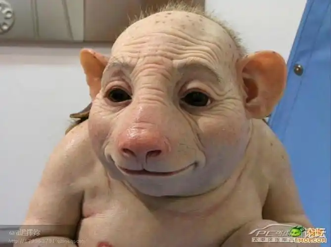 广东广州发现猪人! 有照片!