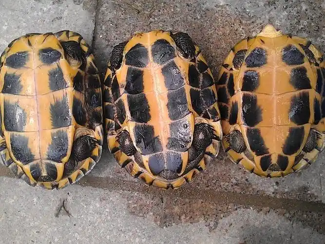 越南石龟(石龟的前世今生)