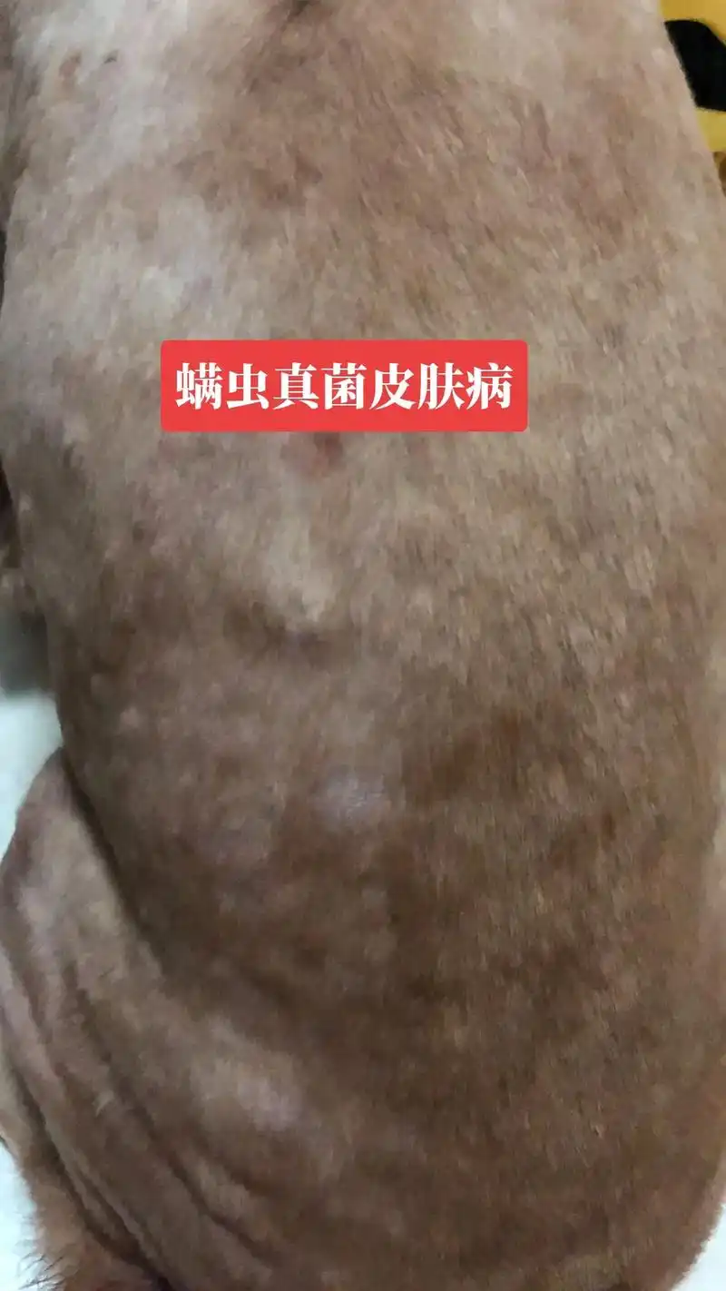 金毛皮肤病 夏天到了 天气潮湿很容易感染 - 抖音