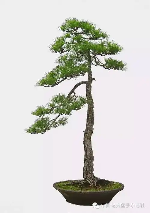 画境·诗境·禅境 ——文人树盆景系列讲座(八)