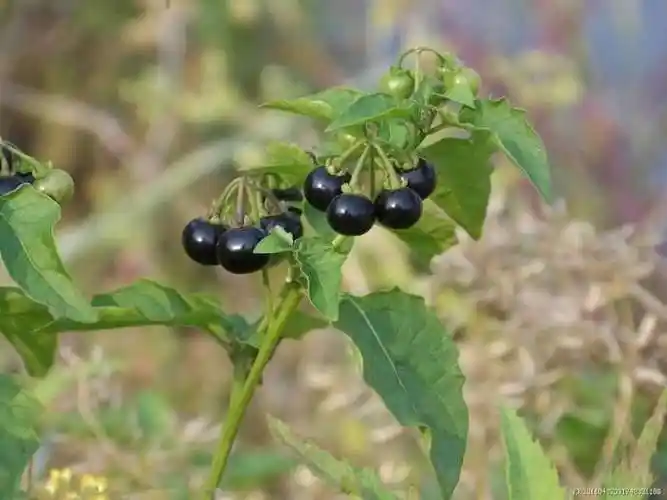 龙葵又名:野辣子,龙眼草,野茄子,耳坠菜等等,一般的生长高度在20-50
