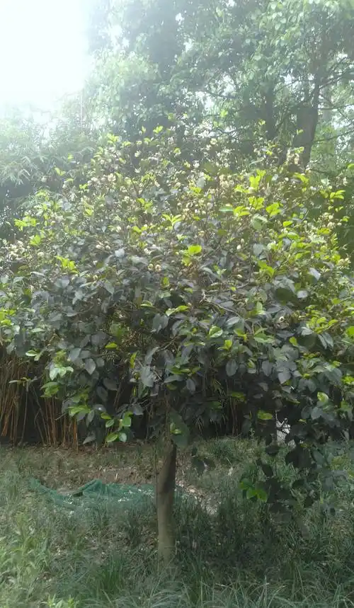 满树香气弥漫的含笑花,看上去既朴素又风雅_花苞_花瓣_树枝