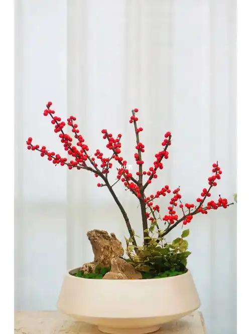 太喜欢冬青盆景了