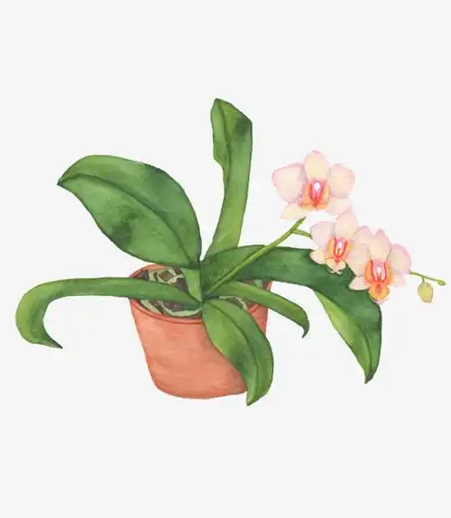 关键词 : 盆栽,兰花,绿叶,植物,手绘,粉色花朵