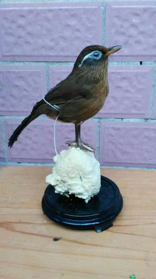 定做画眉标本 画眉假媒 画眉装饰品 竹鸡假媒标本 展览馆摆件