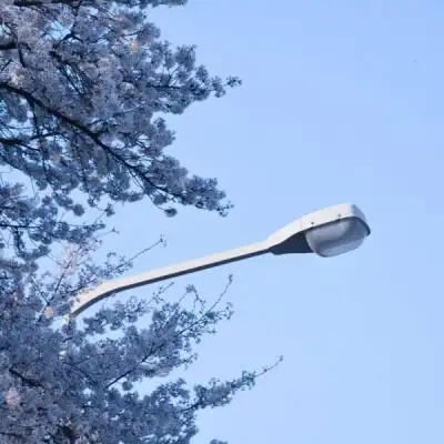 阿书ins风唯美樱花蓝白背景图