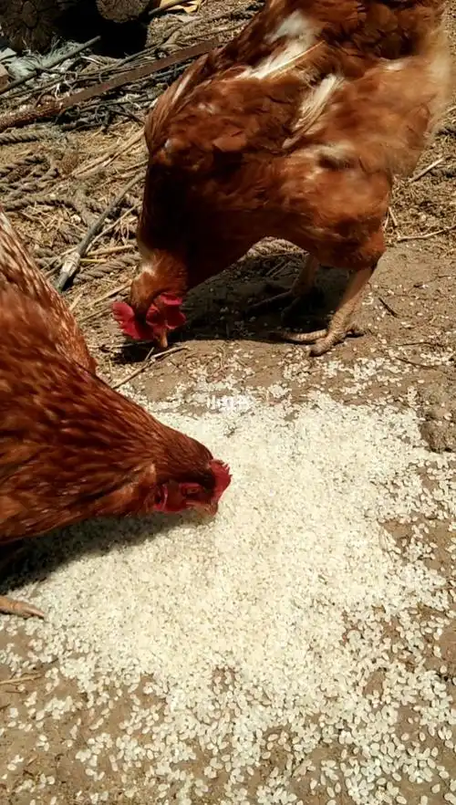 吃大米长大的鸡,肉质应该差不了!