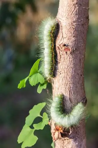 树枝上两只有蓝色斑点的毛毛虫特写